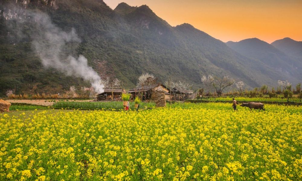 ha-giang-canola-flowers-and-highland-festivals